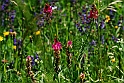 Moncenisio - Fiori_41